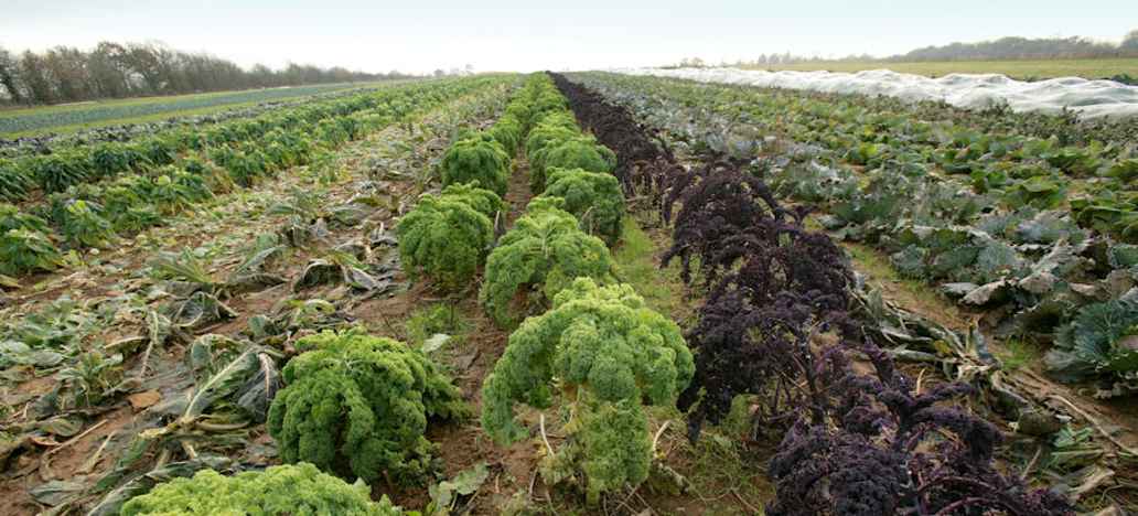 Abbey home farm
