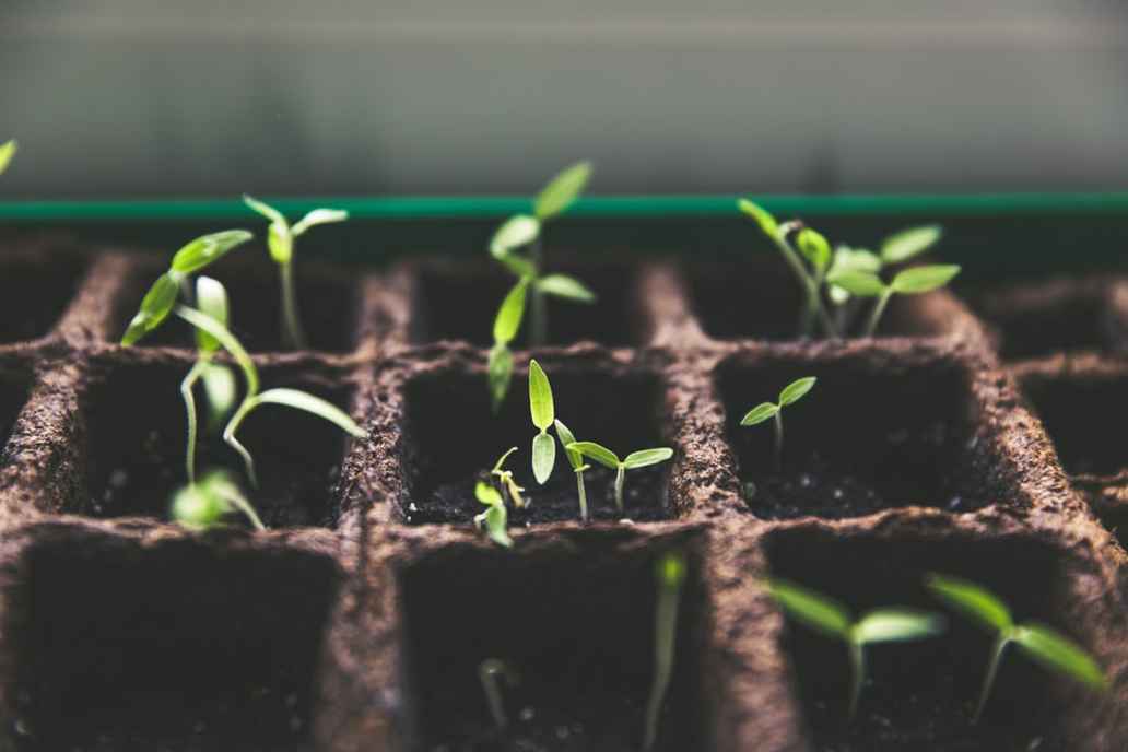 Close up of seedlings