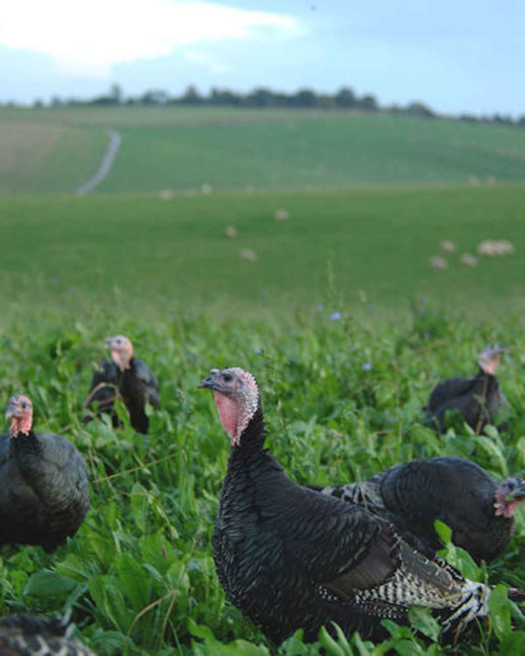 Sheepdrove-Turkeys-portrait